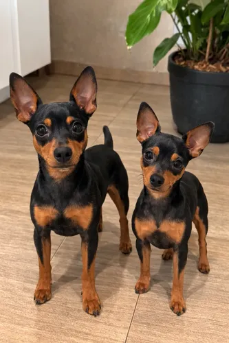 Pinscher filhotes lindos prontos para novo lar