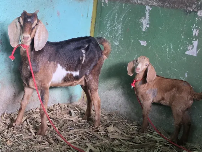 Cabras fêmeas