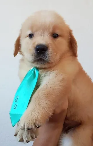 Filhotes de Golden Retriever