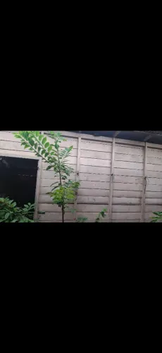 Vende-se a madeira dessa casa com o telhado