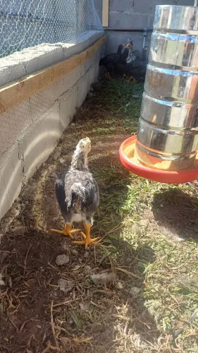 Frango balão gsb