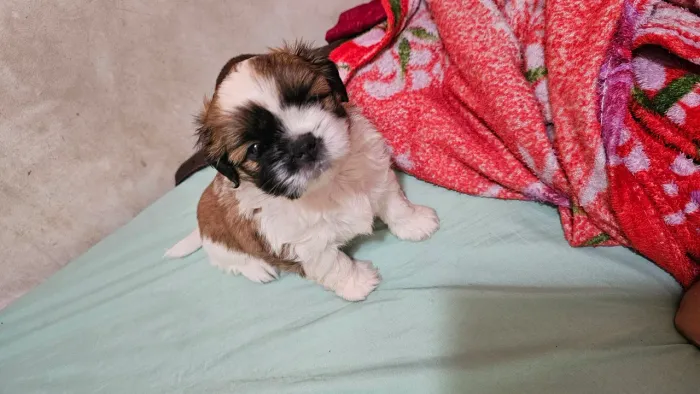 Shih tzu