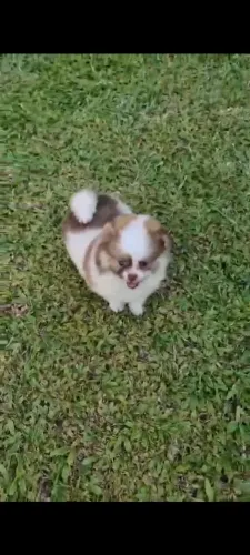Lulu da Pomerânia (Spitz Alemão)
