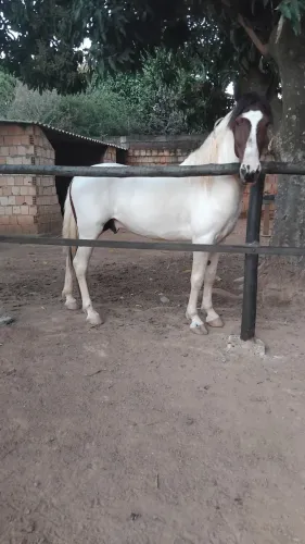 Cavalo manga larga