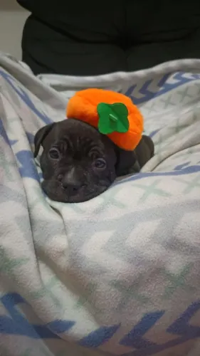 Pitbull