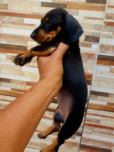 Cachorro salsicha (Dachshund)