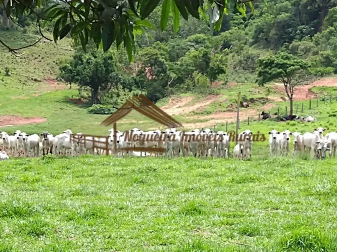 Fazenda à venda com 2.500 hectares em Rondonópolis-MT, aceita permuta