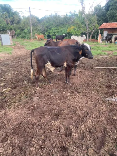 Garrotes em Teresina