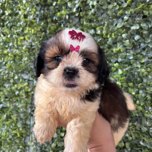 Shihtzu fêmea ENTREGA IMEDIATA