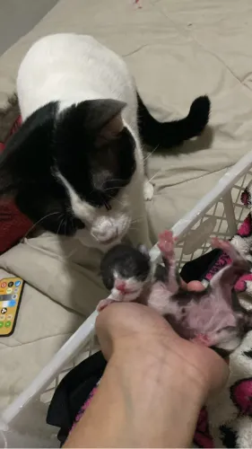 Adoção gatos 