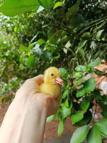 Patinho