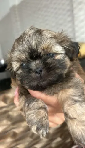 Shih Tzu Mini Machos Disponíveis