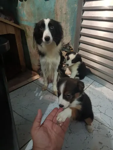 Filhotes de border Collie 