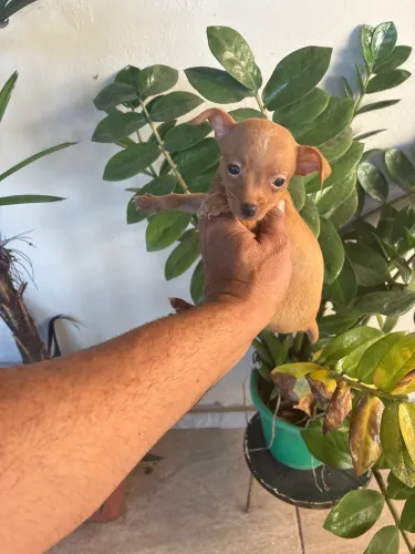 Pinscher filhotes 
