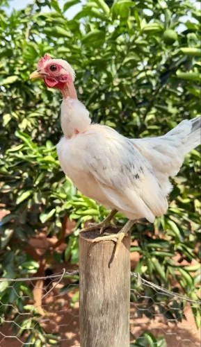 Galinha garnize