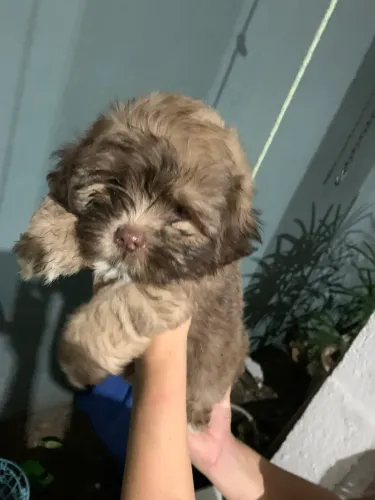 Macho Shihtzu 1 dose ok