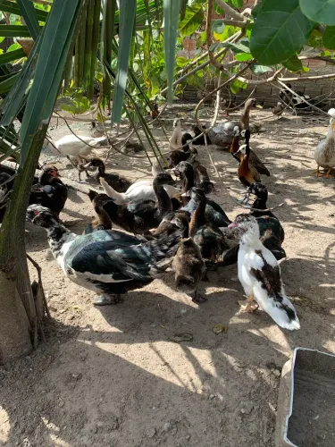 Pato
