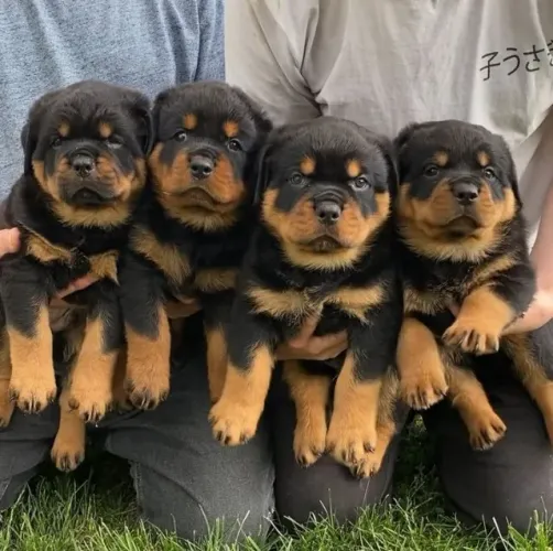 Cãozinho rottweiler de linhagem selecionada dócil e saudável