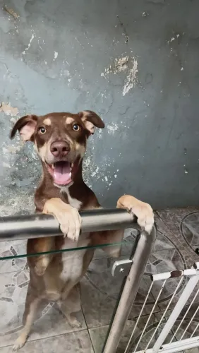 Cachorro