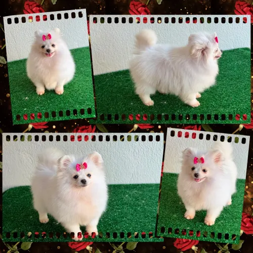 !!! lindos !!! Lulu da pomerania fêmea e macho