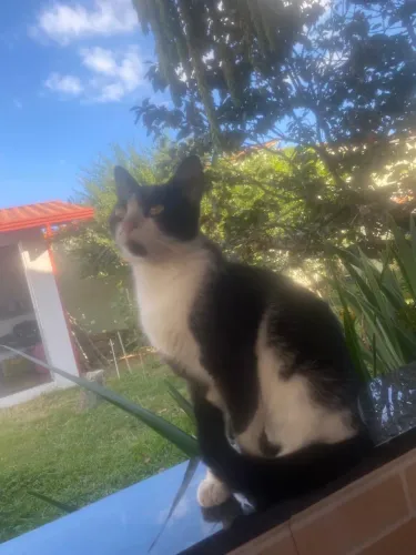 Gato macho filhote para adoção 
