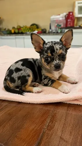 Chihuahua Pelo Curto