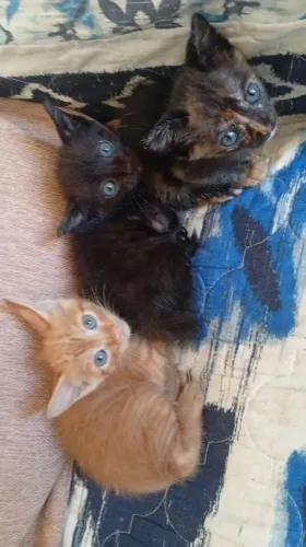 Gatinhos para doação 