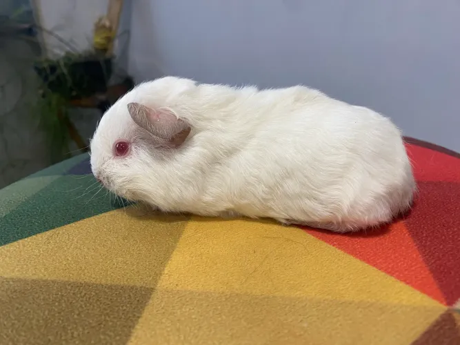 Porquinha da índia 