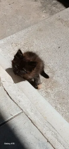 Gatos para adoção