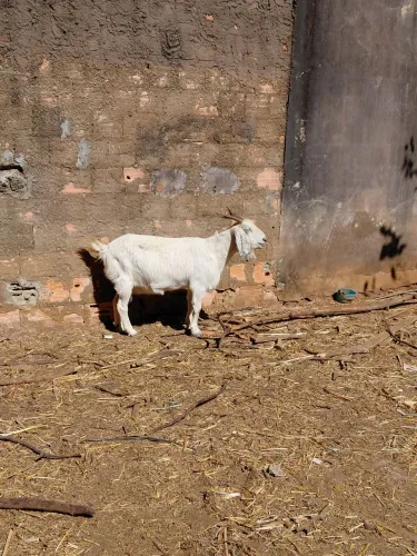 Animais para agropecuaria