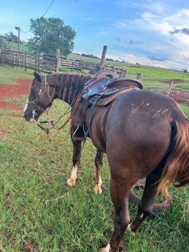 CAVALO CRIOULO