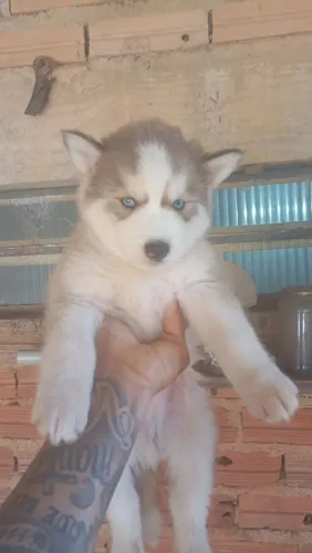 Vendo cachorro husky siberiano?.