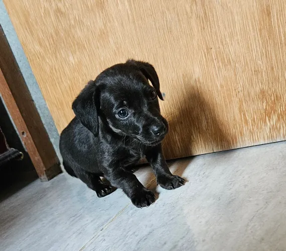 Dachshund Salsichinha Macho