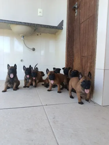 Pastor Belga Malinois