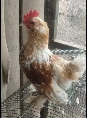 Frango Belgian