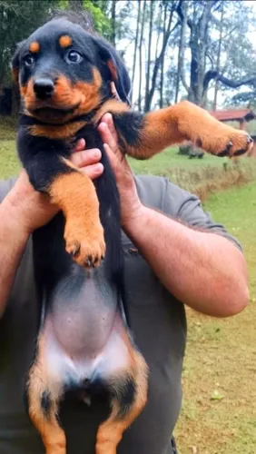 Rottweiler Filhotes sem rabo fotos e preço reais 