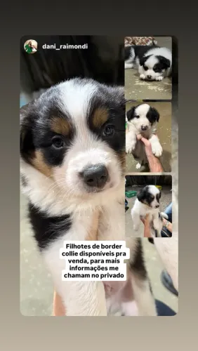 Border Collie