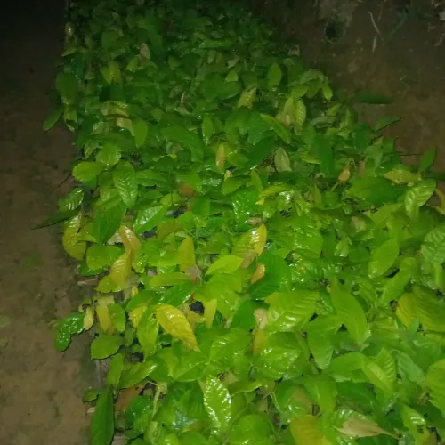 Mudas de cacau