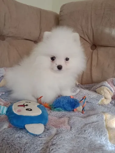 Spitz alemão anão, ursinho Baby Face, pedigree/entregamos/em 10x