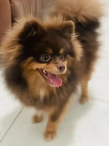 Lulu da pamerania anão 