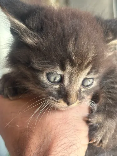 Doação de gato