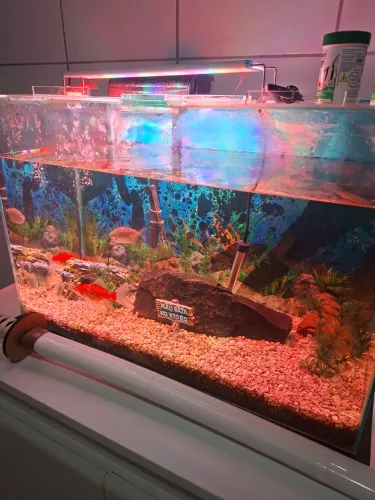 Aquario