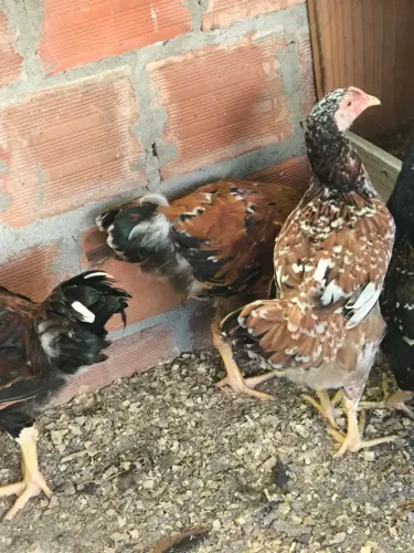 Frango gsb 