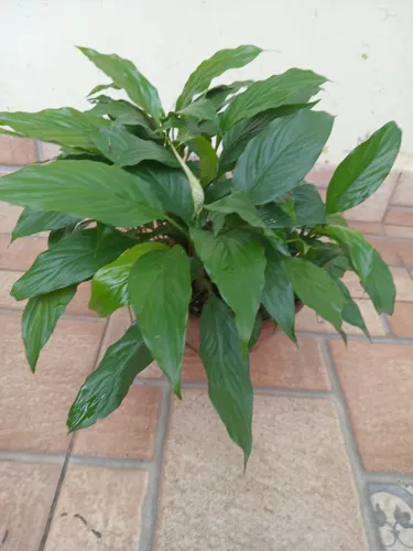 Jardim natural