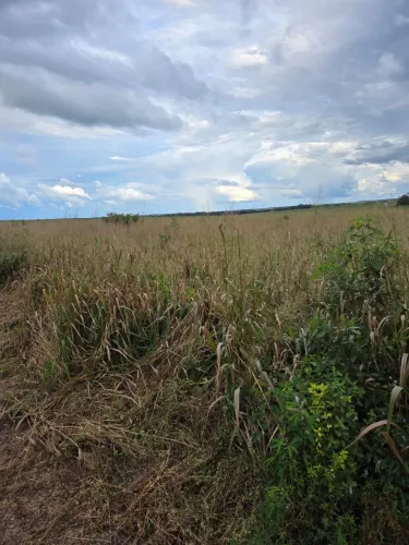 Fazenda à venda no Maranhão