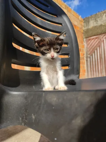 Gatinho macho 1 mês pra adoção responsável 