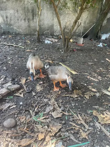 Ganso
