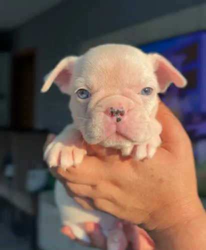 Bulldog Francês