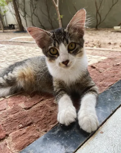 Gata com 3 meses super carinhosa pra adoção! 