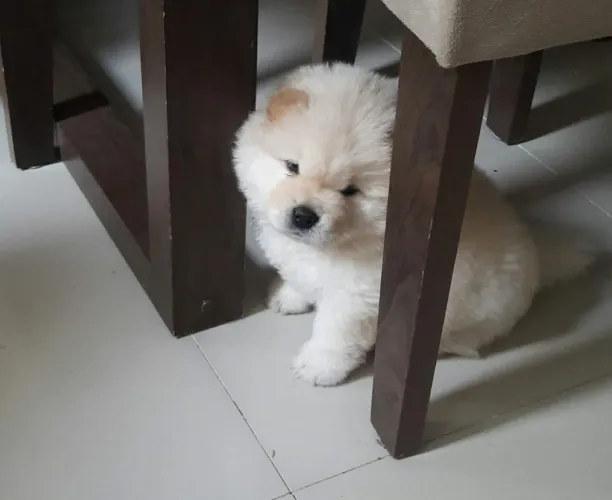 Belíssimos filhotes de chow chow americano 
